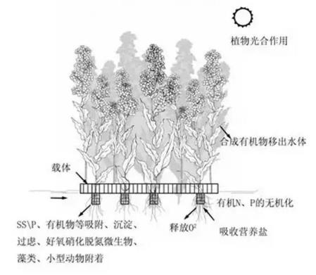 生態(tài)浮島該如何用植物又該怎么選擇？