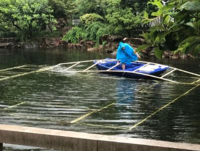 水生態(tài)修復(fù)中恢復(fù)沉水植物為何至關(guān)重要？