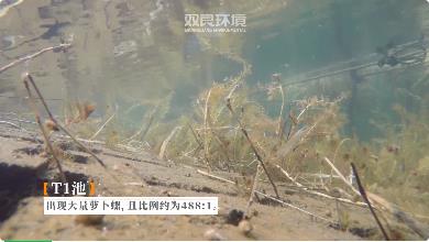 梁子湖的水草去哪了？