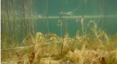 “為全球生物多樣性治理指明了方向”——訪《生物多樣性公約》第十五次締約方大會主席、中國生態(tài)環(huán)境部部長黃潤秋（人民日報）