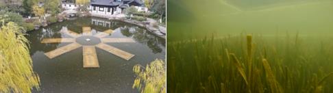 “水下森林”保護(hù)河湖！一文看懂清水型生態(tài)系統(tǒng)技術(shù)